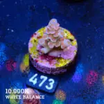 Acropora Tenuis 'Rainbow'