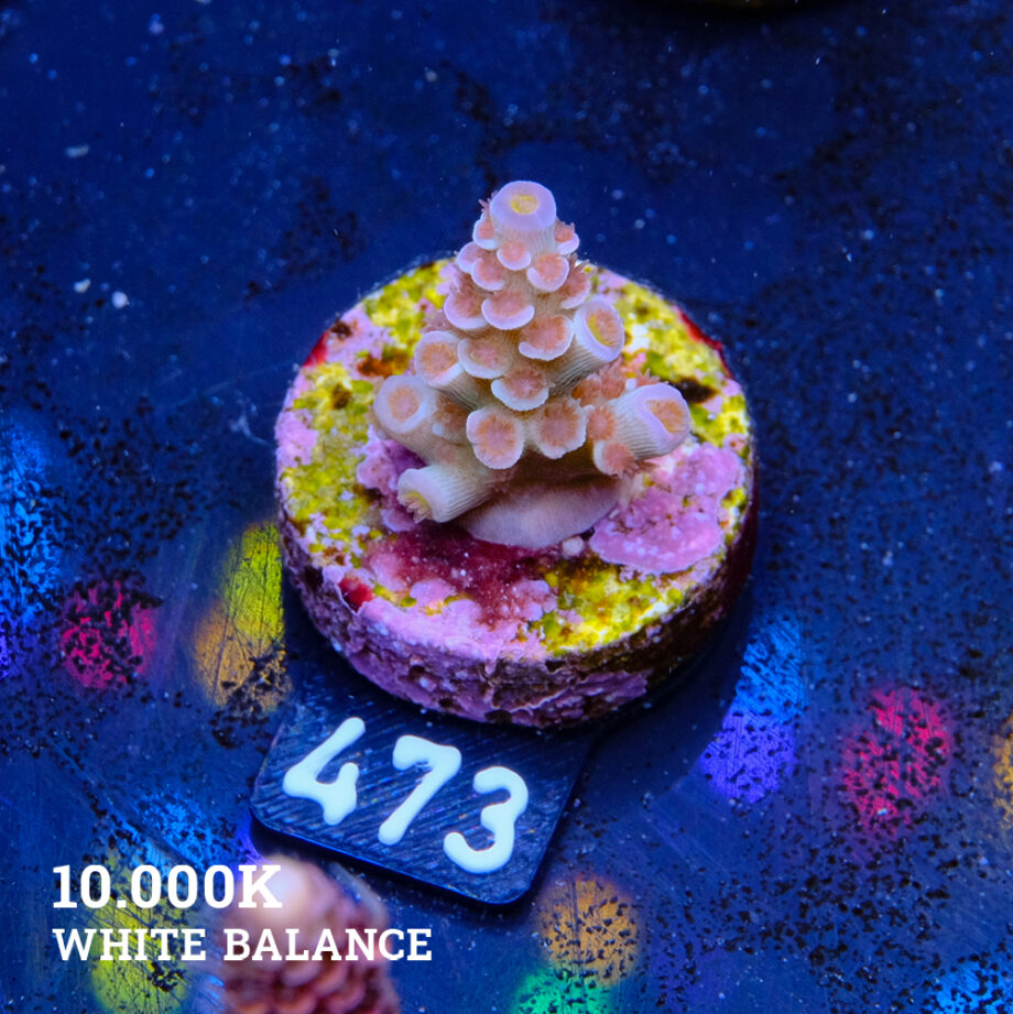 Acropora Tenuis 'Rainbow'