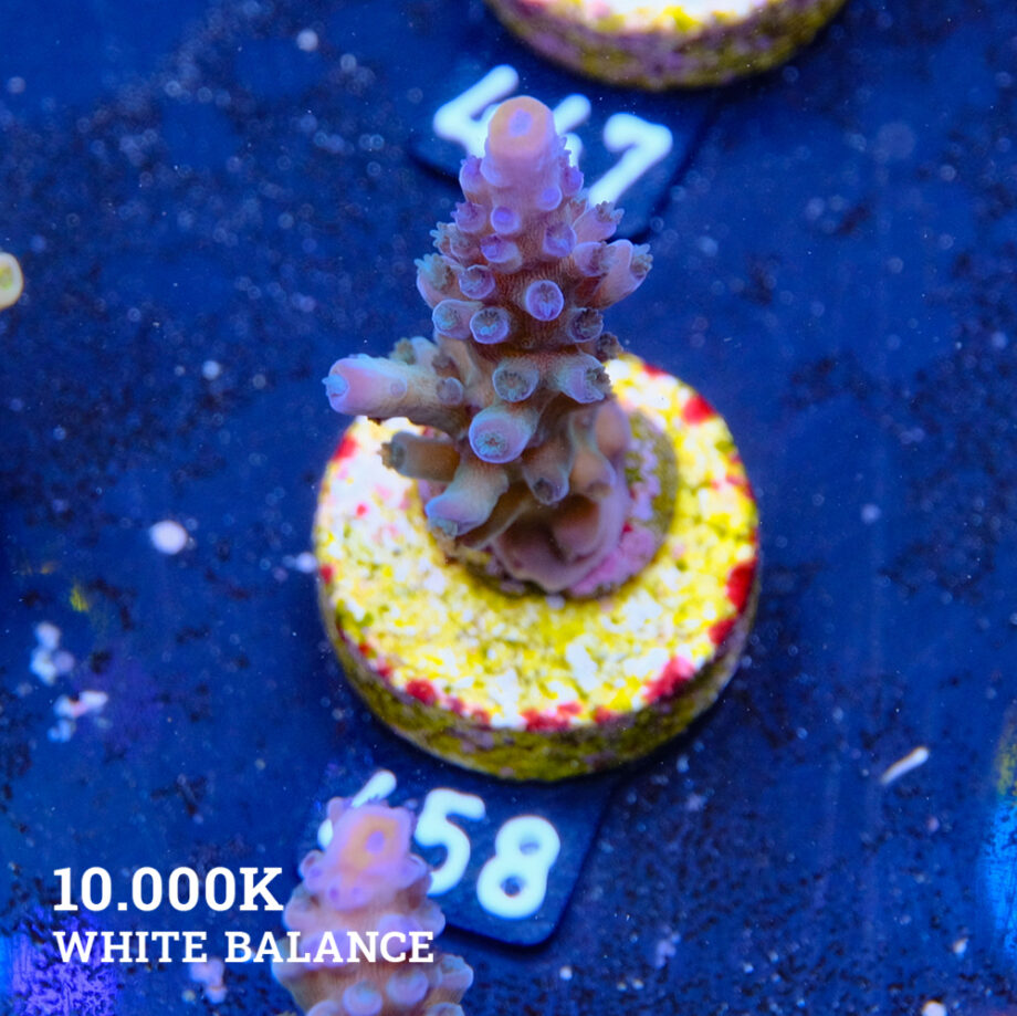 Acropora Tortuosa 'Rainbow Tort' (Arco iris)