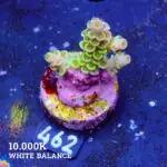 Acropora Tortuosa 'Rainbow' B-Ware