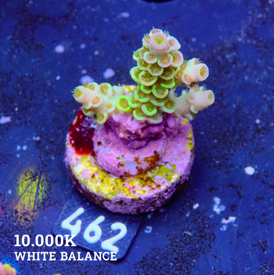 Acropora Tortuosa 'Rainbow' B-goods