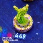 FM Sour Patch