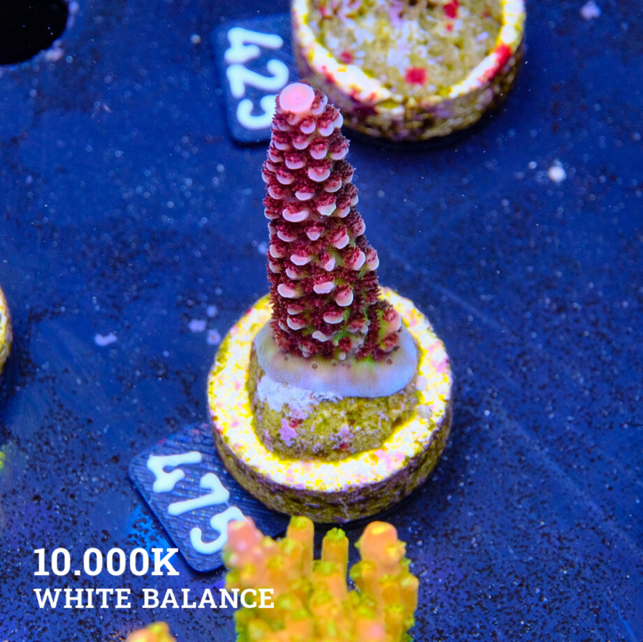 Acropora 'Fluo Bicolor II'