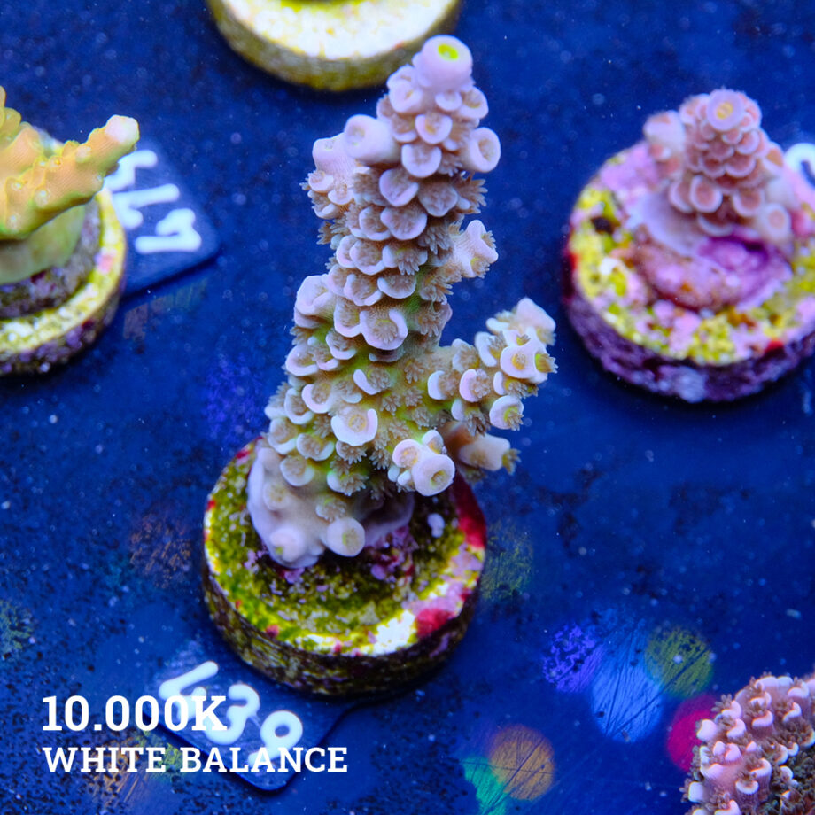 Acropora Tenuis 'Pastel'