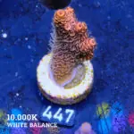 Acropora Millepora 'Orange'