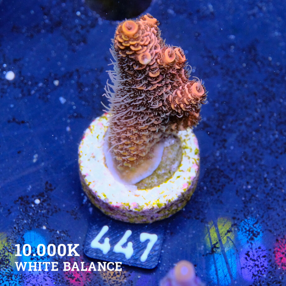 Acropora Millepora 'Orange'