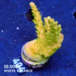 TK Mango Garden