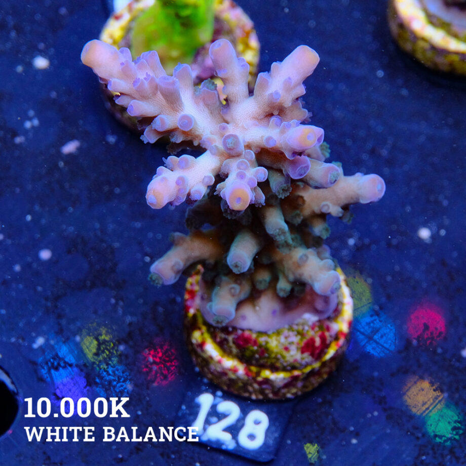 Acropora Tortuosa 'Rainbow Tort'