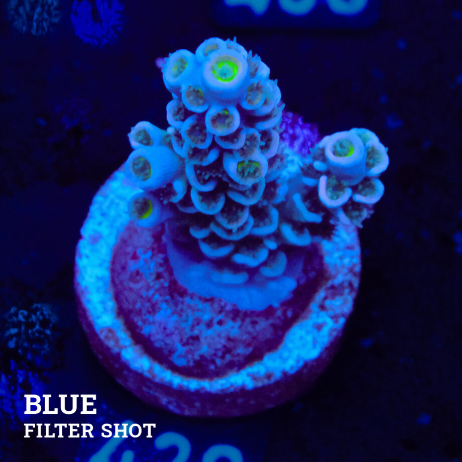 Acropora Tenuis 'Pastel Violet'