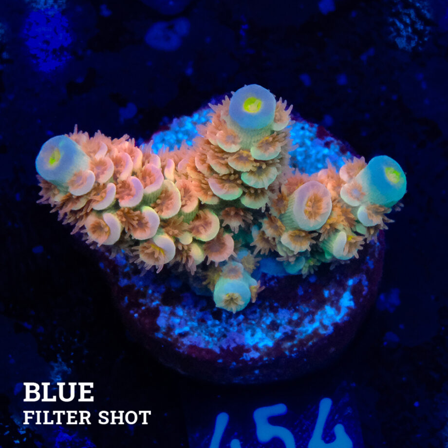 Acropora Tenuis 'orange'