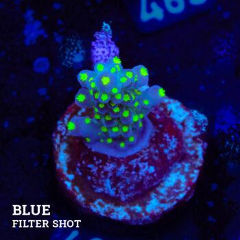 Acropora 'Tricolor