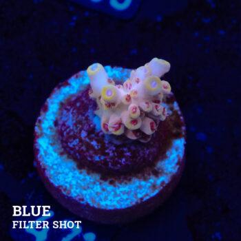 Acropora rosaria