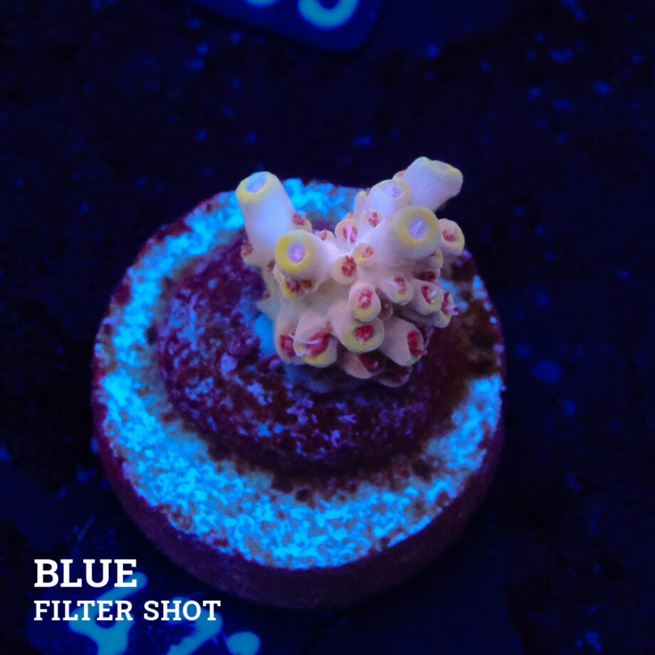 Acropora Rosaria