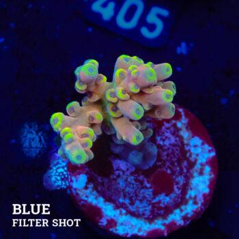 Acropora Latistella 'Bali Shorty' (enano de Bali)