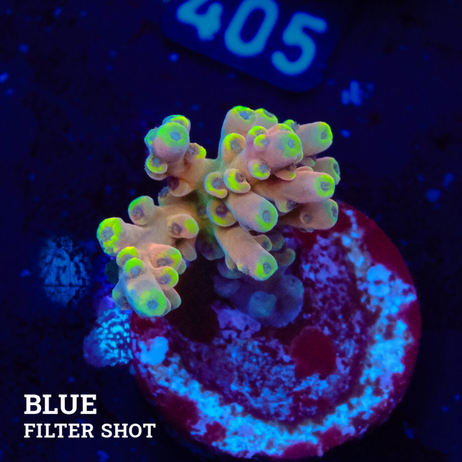 Acropora Latistella 'Bali Shorty'