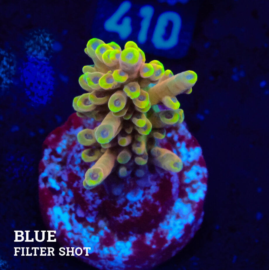 Acropora Latistella 'Bali Shorty'