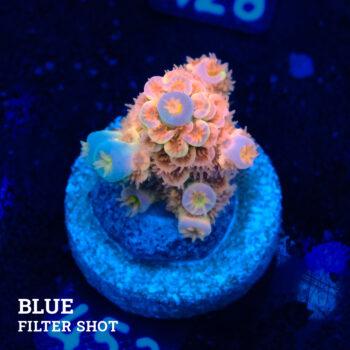 Acropora Tenuis 'Naranja