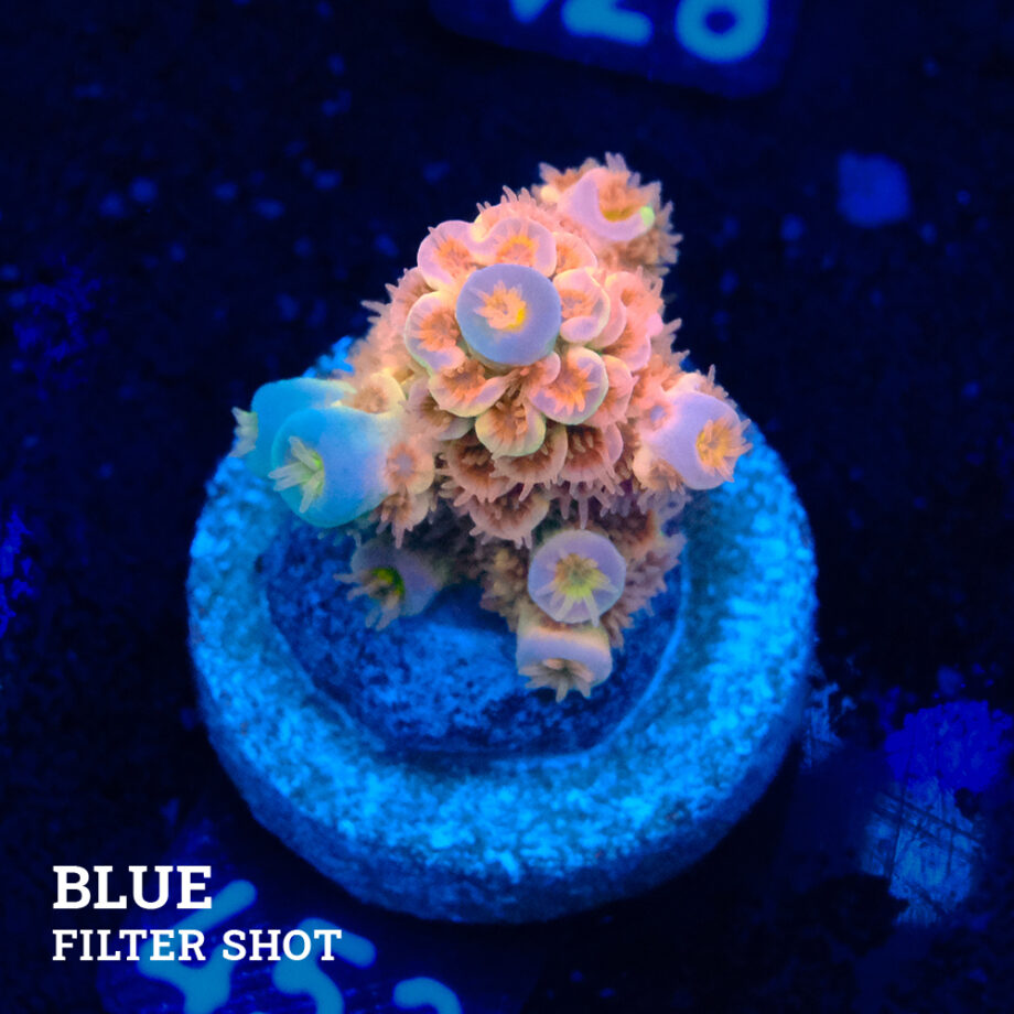 Acropora Tenuis 'Naranja