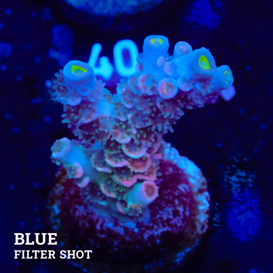 Acropora Tenuis 'Rainbow'