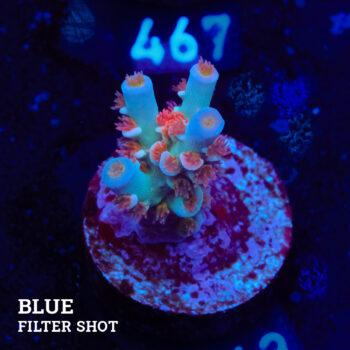 Acropora Tenuis 'Angry Birds
