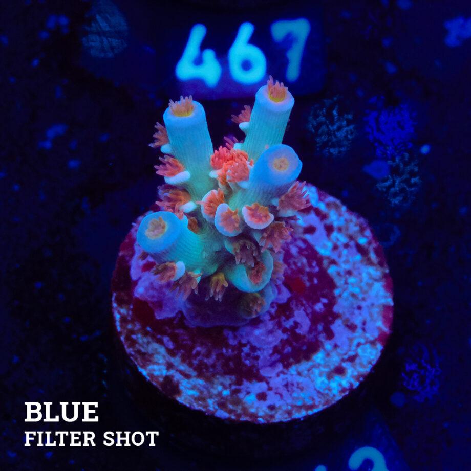 Acropora Tenuis 'Angry Birds'