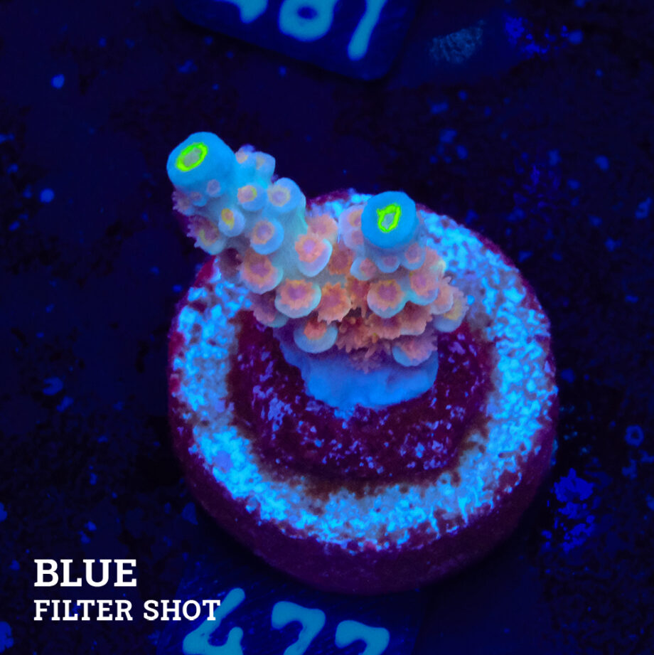 Acropora Tenuis 'Naranja
