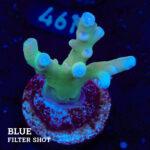 Acropora Granulosa