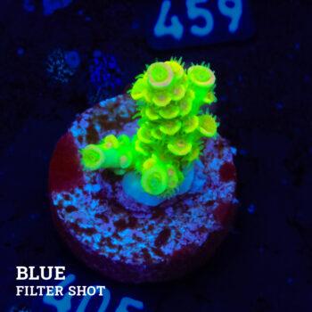 Acropora Tenuis 'Neón