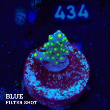 Acropora 'Tricolor