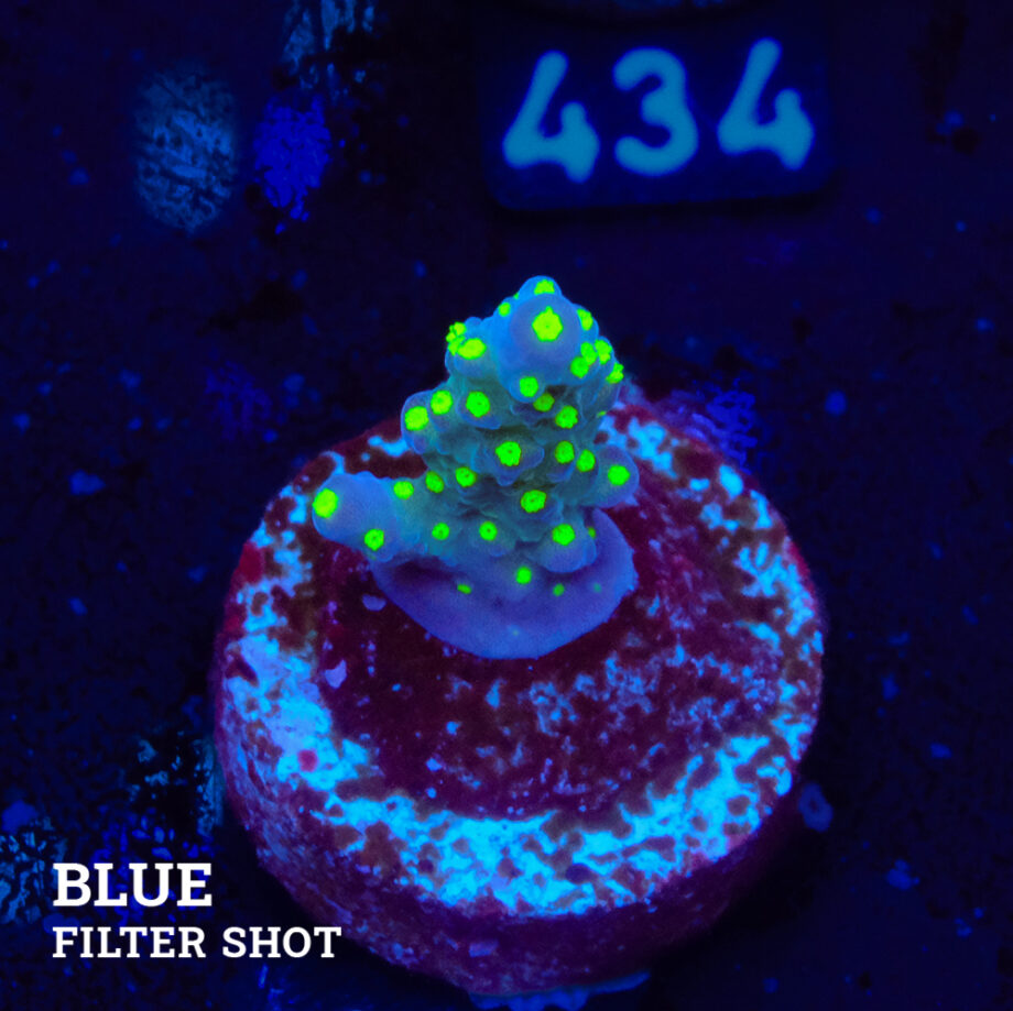 Acropora 'Tricolor'