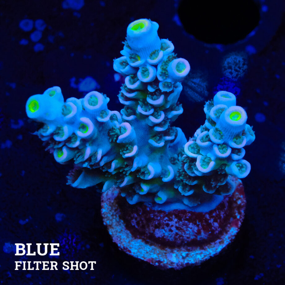 Acropora Tenuis 'Pastel Violet'