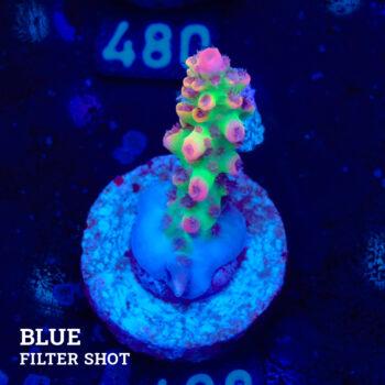 Acropora Microklados 'SSC'