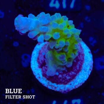 Acropora Austera 'Mr Miyagi' (Sr. Miyagi)