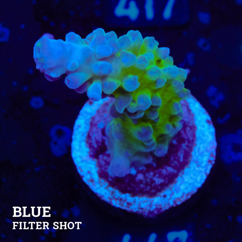 Acropora Austera 'Mr. Miyagi'