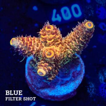 Acropora Millepora 'Naranja