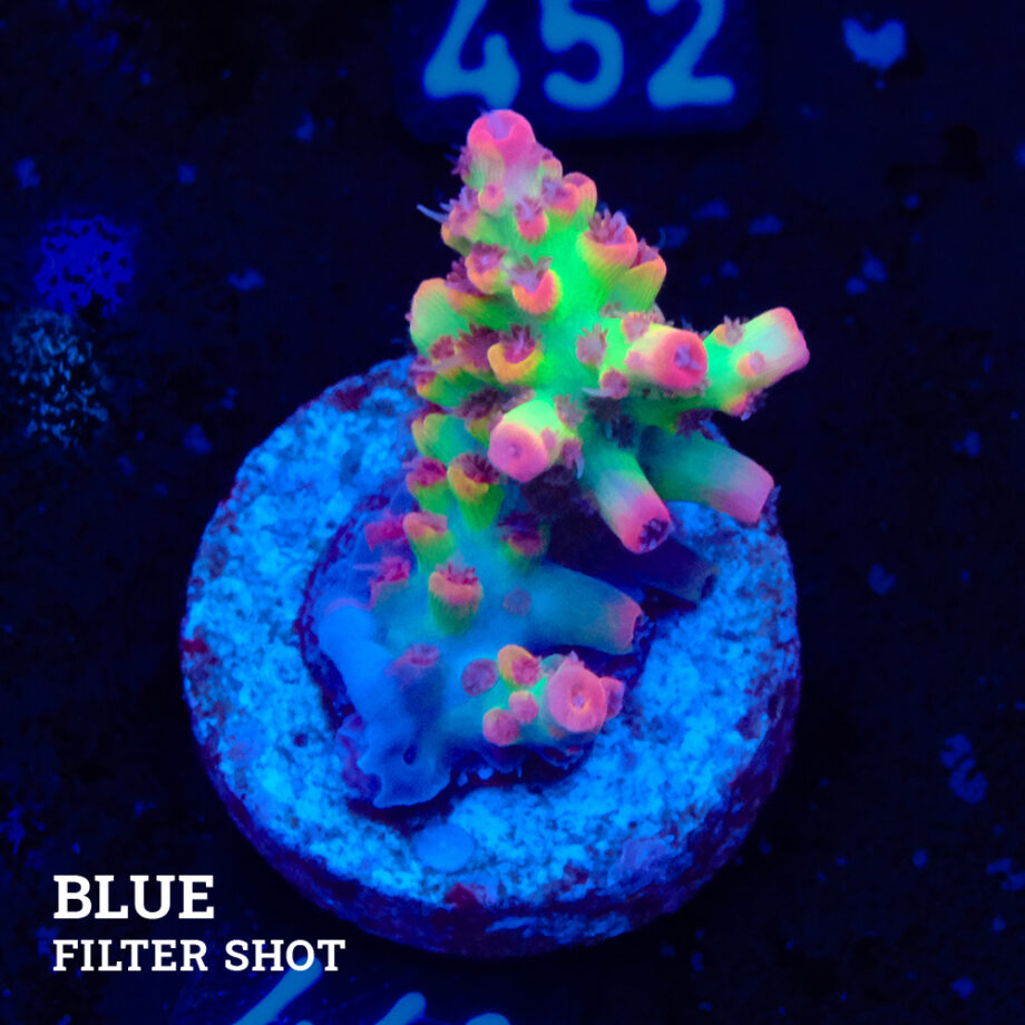 Acropora Microklados 'SSC'