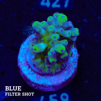 Acropora Austera 'Cali Tort' (Acropora Austera 'Cali Tort')