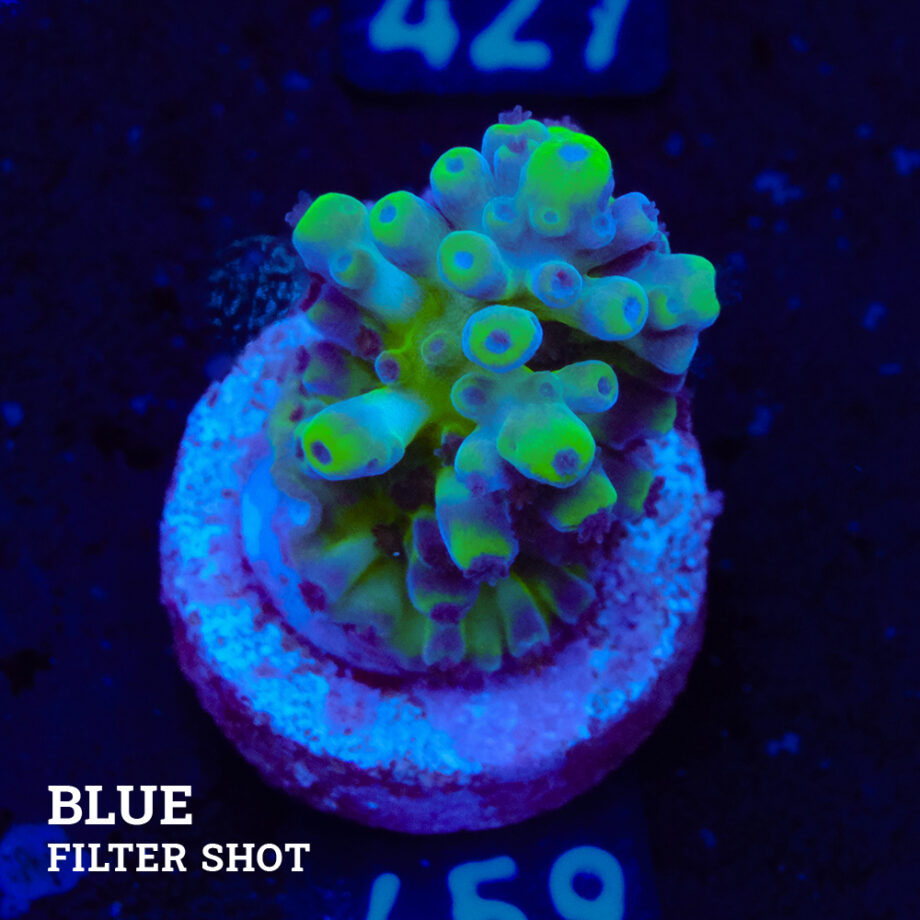 Acropora Austera 'Cali Tort' (Acropora Austera 'Cali Tort')