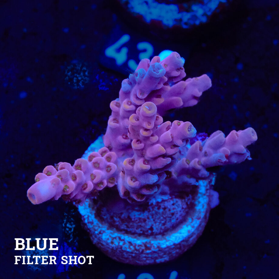 Acropora Rosaria