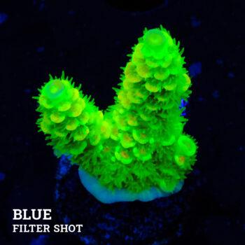 Acropora Tenuis 'Neón
