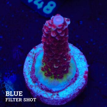Acropora 'Fluo Bicolor II'