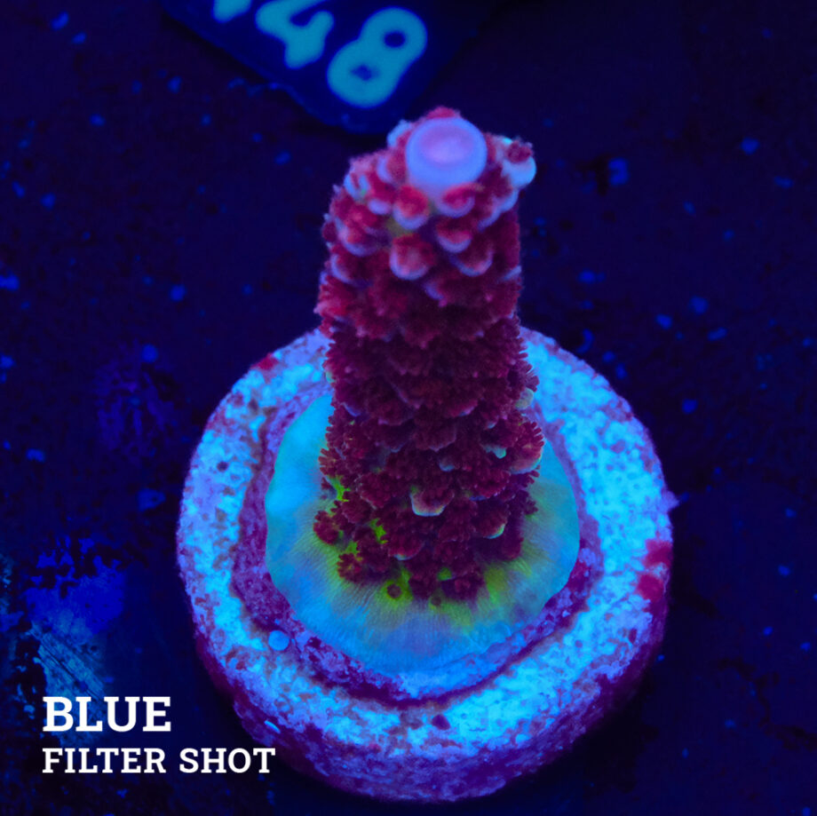 Acropora 'Fluo Bicolor II'