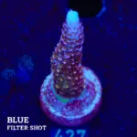 Acropora 'Rainbow Stag'