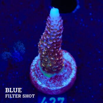 Acropora 'Ciervo arco iris