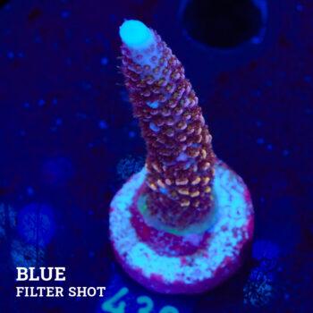 Acropora 'Ciervo arco iris