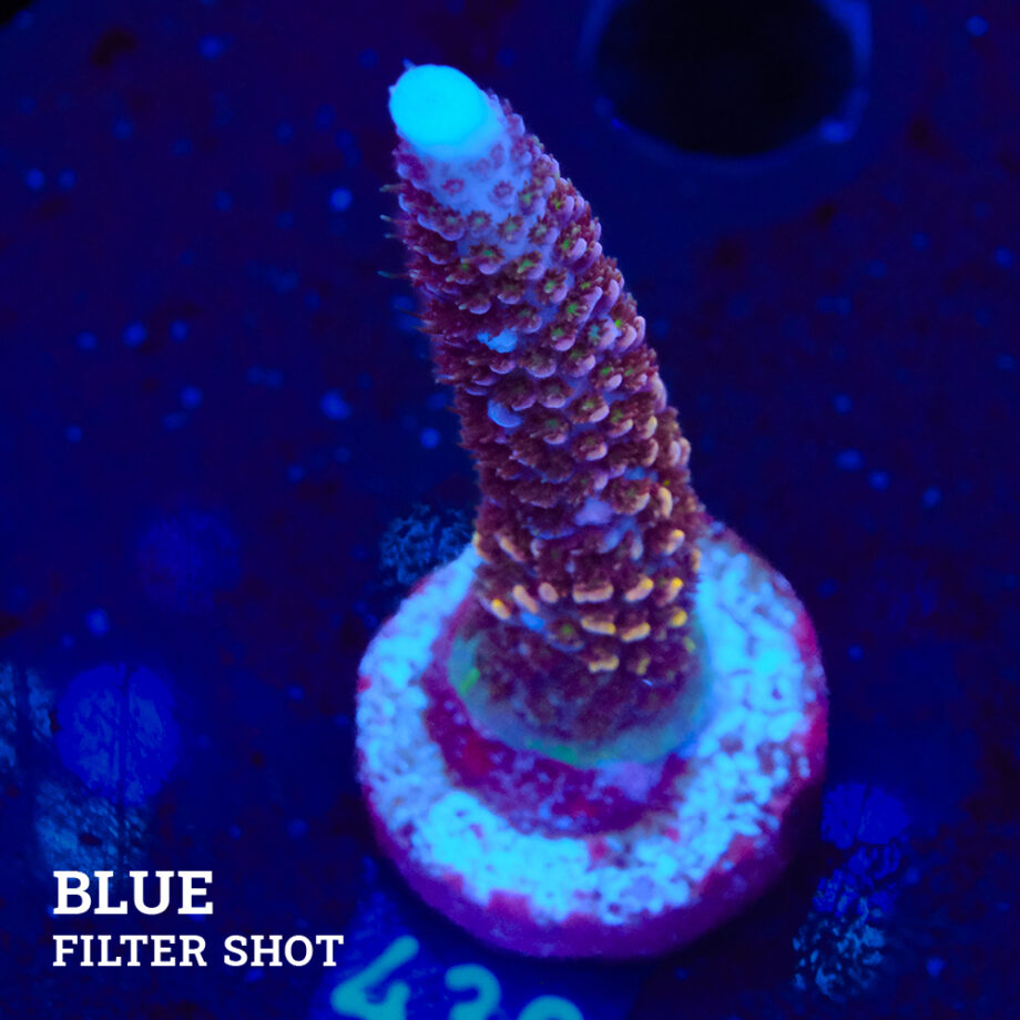 Acropora 'Rainbow Stag'