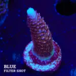 Acropora 'Rainbow Stag'