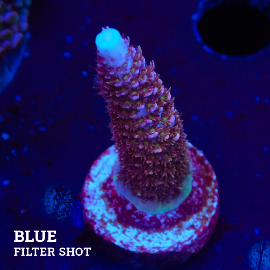 Acropora 'Rainbow Stag'