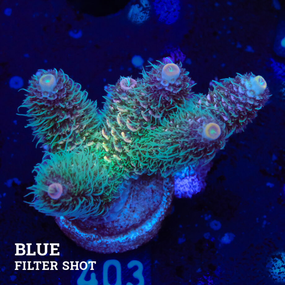 Acropora Millepora 'Rainbow'