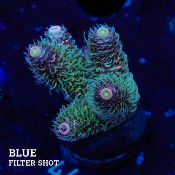 Acropora Millepora 'Rainbow' (Arco iris)